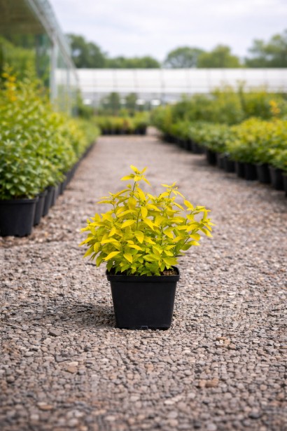 Золотолиста спірея в горщику п9, р9, 0,5 л